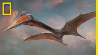 Pterosaurs 101  National Geographic [upl. by Anilrats823]