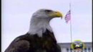 Amazing FreeFlying Bald Eagle quotChallengerquot AEF [upl. by Aida]