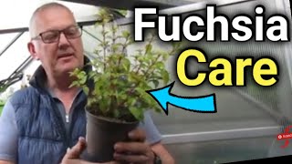 How to Grow Fuchsias Care Propagation amp Fuchsia Standard Training [upl. by Ahsiemac]