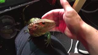 Feeding a Caiman lizard [upl. by Netsreik]