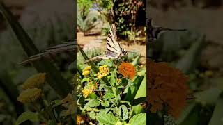 Greek island of Aegina greece feed butterfly nature shorts shortfeed short summer [upl. by Bayer]