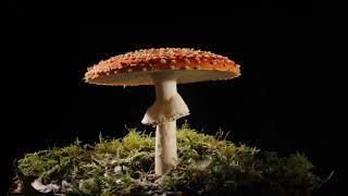 Fly agaric growing time lapse filmed over 3 days Magic mushroom Amanita muscaria [upl. by Dolora]