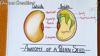 How to draw structure of bean seed  how to draw diagram for seed and fruit Development [upl. by Rimidalb533]