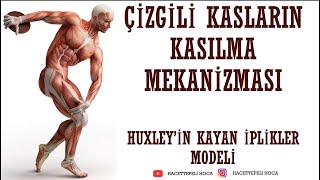 220 DESTEK VE HAREKET SİSTEMİ9 KAYAN İPLİKLER MODELİ 11 SINIF  AYT Hacettepeli Hoca Biyoloji [upl. by Kevin838]