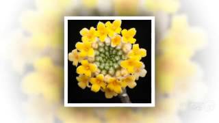 Edgeworthia  garden plants [upl. by Enilesor]