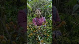 Goji berry fruit harvesting fresh from farm shorts ytshorts fruit [upl. by Ellehcirt340]