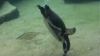 Humboldt penguin swimming [upl. by Lorenza588]