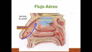 Fisiología nasal [upl. by Notsua]