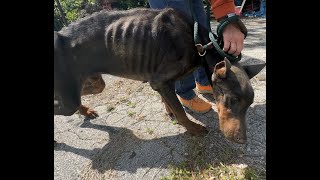 Look at this emaciated doberman we found  Stray Rescue of StLouis [upl. by Fruin300]