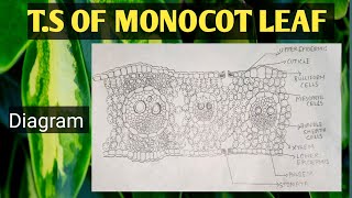 TS of Monocot Leaf diagramvaigamtb4bs [upl. by Devy]