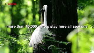 Sinopec Jianghan Oilfield  A Paradise for Egrets [upl. by Imrots]