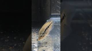 dovii day 7 update parachromis cichlids fishtank aquarium [upl. by Logan]