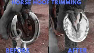 Horse Hoof Cleaning Asmr [upl. by Asiruam587]