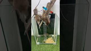 Rat trap Successfully flipping the trap is extremely attractive shoprts shoprts rat rattrap [upl. by Tore]