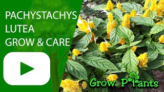 Pachystachys lutea  grow amp care Shrimp plant [upl. by Nebur657]