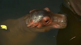 Jardim zoológico de Chang Mai saúda nascimento de hipopótamo [upl. by Bondie544]