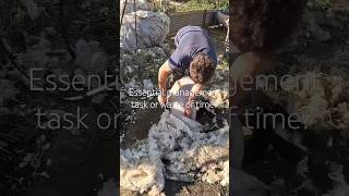 Shearing the ewe lambs in Autumn farming sheep shearing wool [upl. by Derman806]