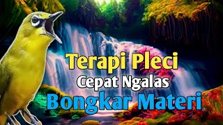 Terapi Pleci Koloni Cepat Ngalas Buka Paruh  Simulasi Lomba Pleci terapiplecikoloni pleci [upl. by Ylahtan]