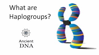 What are Haplogroups [upl. by Merwin870]