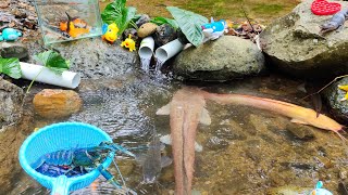 Catch real lobster betta fish big catfish ornamental fish koi fish shark turtle [upl. by Warga]