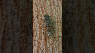 Croatian Cicada 🦗 shorts short cicada cicadas [upl. by Tice418]