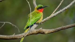 Redthroated Beeeater Ghana 2015 [upl. by Clayton517]