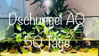 Teil 3 50 Tage Dschungel Aquarium aquaristik [upl. by Bondy]