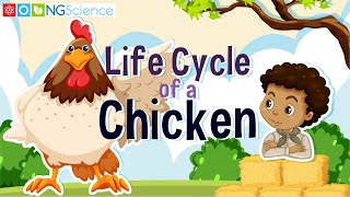 Can you name the stages of the life cycle [upl. by Beal43]