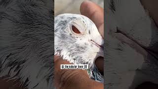 🕊️💪🏻madrasi kabutar 👀 kabootar ki aankh ka shok 👈💯llpigeon video youtubeshorts shorts shortfeed [upl. by Jonah]