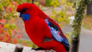 Stunning Autumn Colored Rosellas  Cockatoos in Australia HELP [upl. by Llerdnam852]