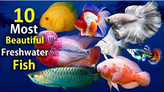 10 Most Beautiful Freshwater Fish for Aquarium [upl. by Neimad]