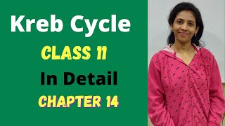 Kreb cycle detail class 11 biology  chapter 14  Respiration in plants  NCERT  One biology [upl. by Jacki33]