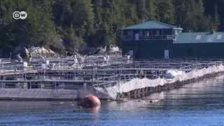 The Problem with Farmed Salmon  Global 3000 [upl. by Pamela]