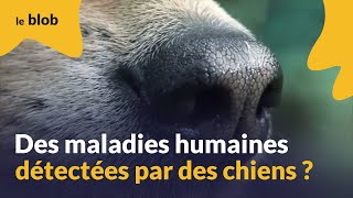 Des maladies humaines détectées par les chiens   Reportage [upl. by Etteuqram]