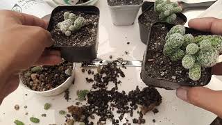 Mammillaria gracilis fragilis  Thimble Cactus Propagation [upl. by Eustis]