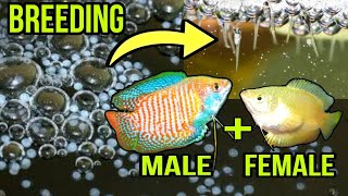 GOURAMI FISH BREEDING AZ FULL GUIDE IN HINDI  BETTA FISH BREEDING  GUPPY FISH BREEDING  GOLDFISH [upl. by Ilzel]