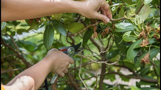 PETITTI How To Prune Rhododendron [upl. by Llehsyar]