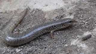 Ocellated Skink Chalcides ocellatus  Cyprus [upl. by Ahcas207]