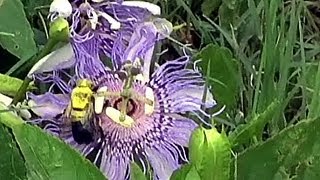 Bee pollinating passion flower [upl. by Winsor]