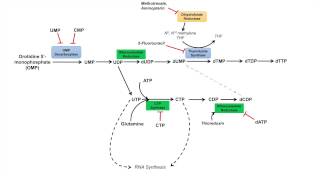 Pyrimidine Synthesis and Salvage Pathway [upl. by Hoj725]