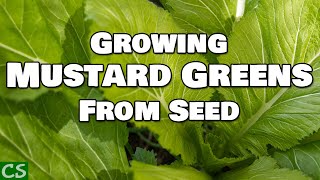 How to Grow Mustard Greens From Seed [upl. by Ensoll367]