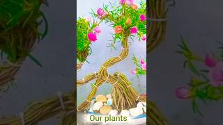 Unique style Portulaca flower plants shorts short garden plants flowers style [upl. by Tullusus]