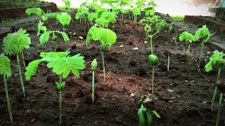 How to grow a forest in your backyard  Shubhendu Sharma [upl. by Yremrej235]