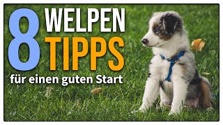 Welpe zieht ein  8 EINFACHE Tipps für den perfekten Start So beginnt eure Zukunft richtig [upl. by Steiner]