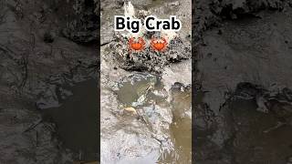 Amazing Catch Huge Mud Crabs at Swamp after Water Low Tide FindCrab CatchCrab AmazingFishing [upl. by Roee]