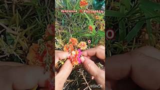 how to cross pollination protuculabeautifulflowers gardening trending viralshort [upl. by Ellimaj]