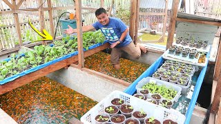 Inside in my Ornamental fish farm│Daily rourine [upl. by Plossl]