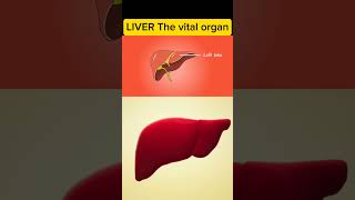 Liver The vital organ viral shorts [upl. by Michaele]