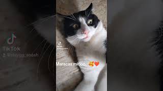 Maracas miooo 🐈🥰❤️ [upl. by Andre]