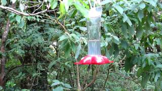 Colibris at Monteverde Costa Rica [upl. by Ardried]